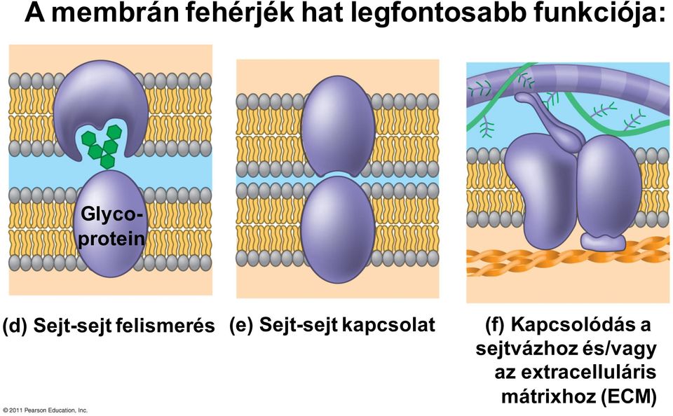 felismerés (e) Sejt-sejt kapcsolat (f)