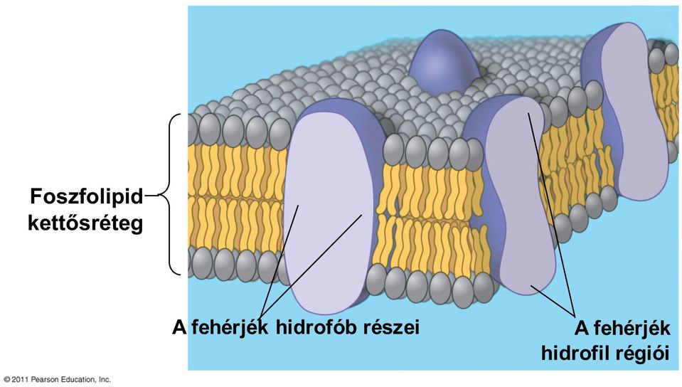 fehérjék hidrofób