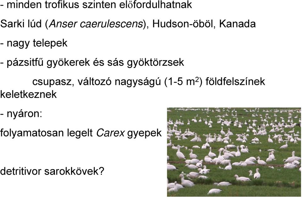 gyökerek és sás gyöktörzsek csupasz, változó nagyságú (1-5 m 2 )