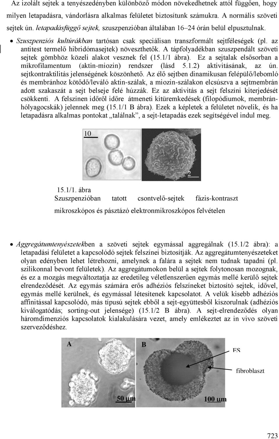 az antitest termelő hibridómasejtek) növeszthetők. A tápfolyadékban szuszpendált szöveti sejtek gömbhöz közeli alakot vesznek fel (15.1/1 ábra).