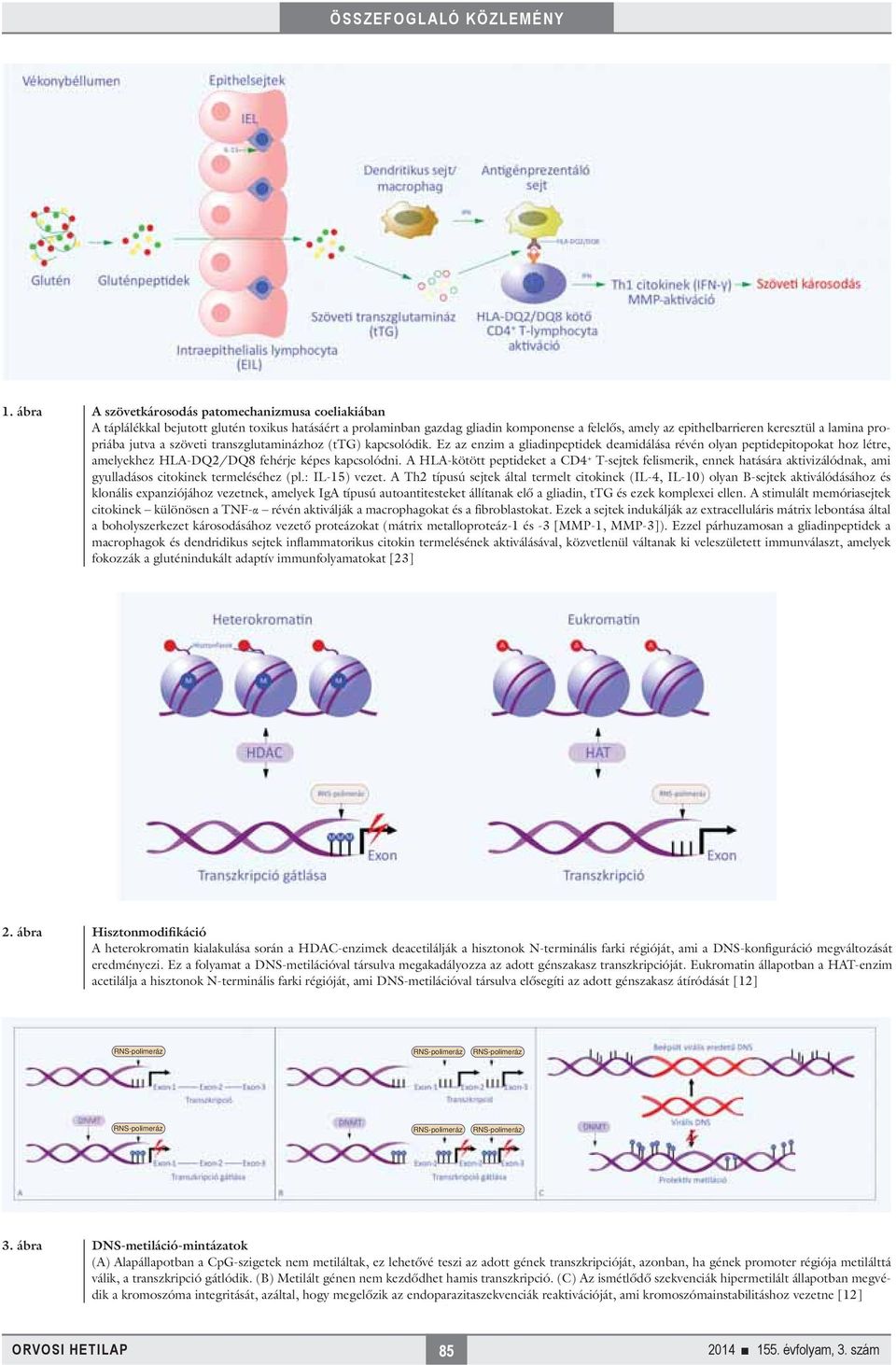 A HLA-kötött peptideket a CD4 + T-sejtek felismerik, ennek hatására aktivizálódnak, ami gyulladásos citokinek termeléséhez (pl.: IL-15) vezet.