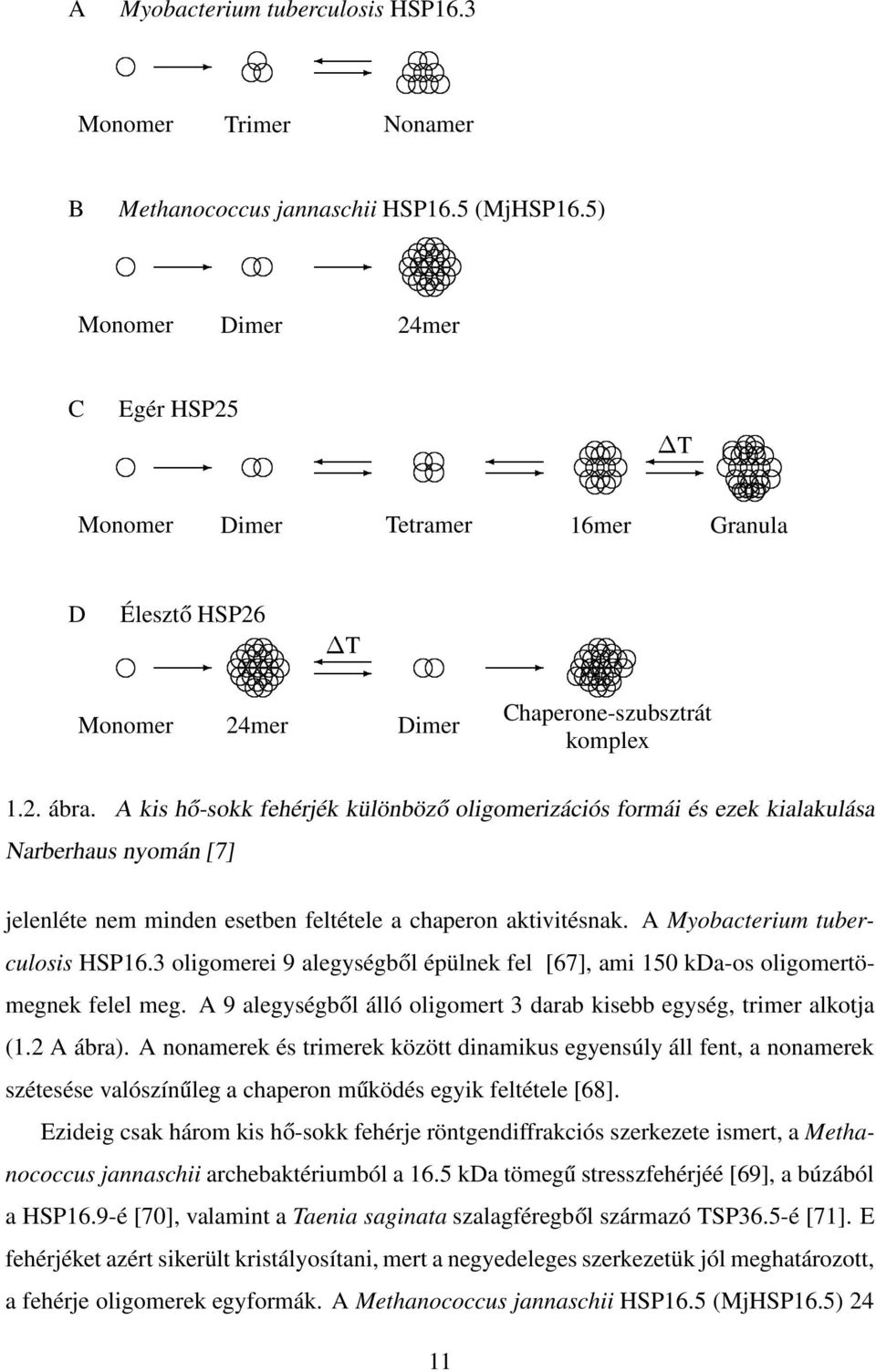 A kis hő-sokk fehérjék különböző oligomerizációs formái és ezek kialakulása Narberhaus nyomán [7] jelenléte nem minden esetben feltétele a chaperon aktivitésnak. A Myobacterium tuberculosis HSP16.