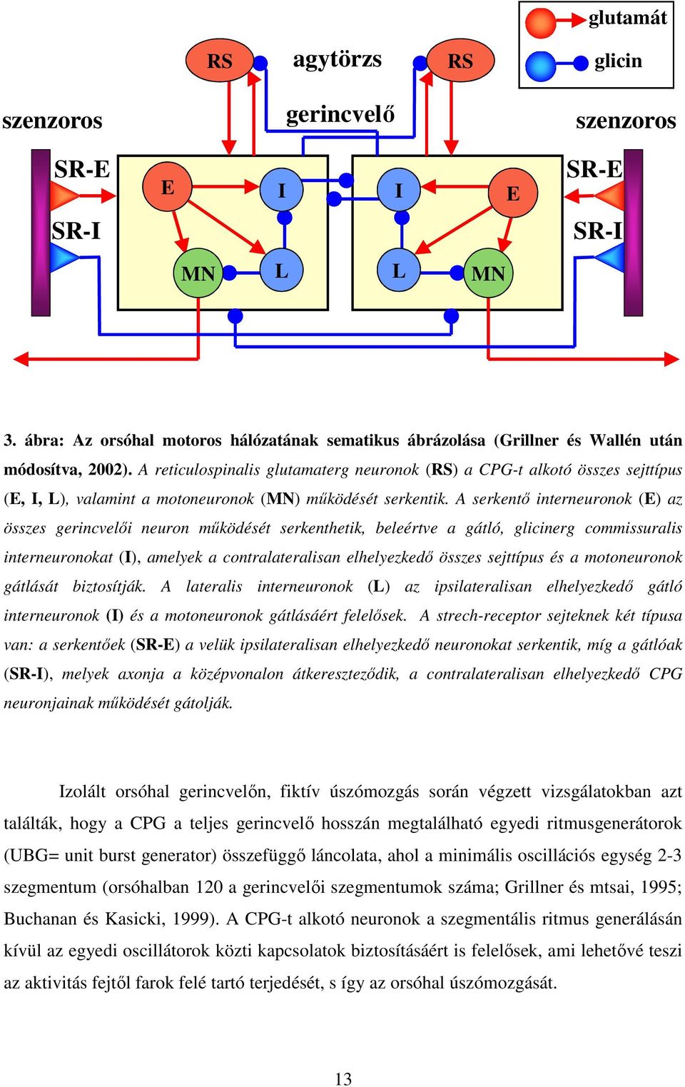 A reticulospinalis glutamaterg neuronok (RS) a CPG-t alkotó összes sejttípus (E, I, L), valamint a motoneuronok (MN) működését serkentik.