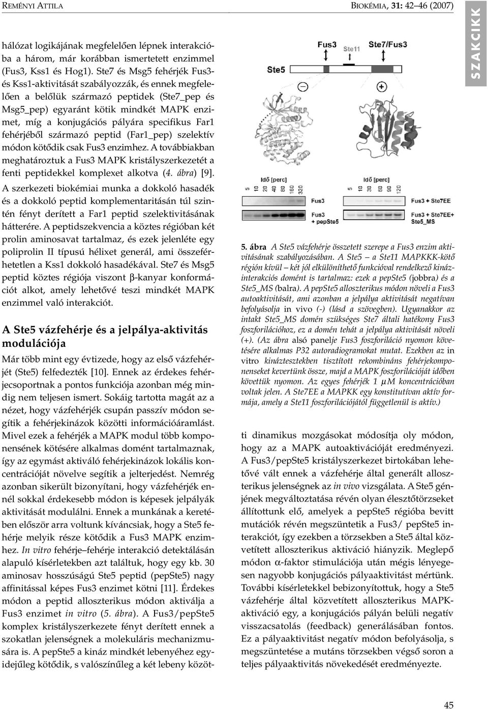 specifikus Far fehérjébôl származó peptid (Far_pep) szelektív módon kötôdik csak Fus3 enzimhez. A továbbiakban meghatároztuk a Fus3 MAPK kristályszerkezetét a fenti peptidekkel komplexet alkotva (4.