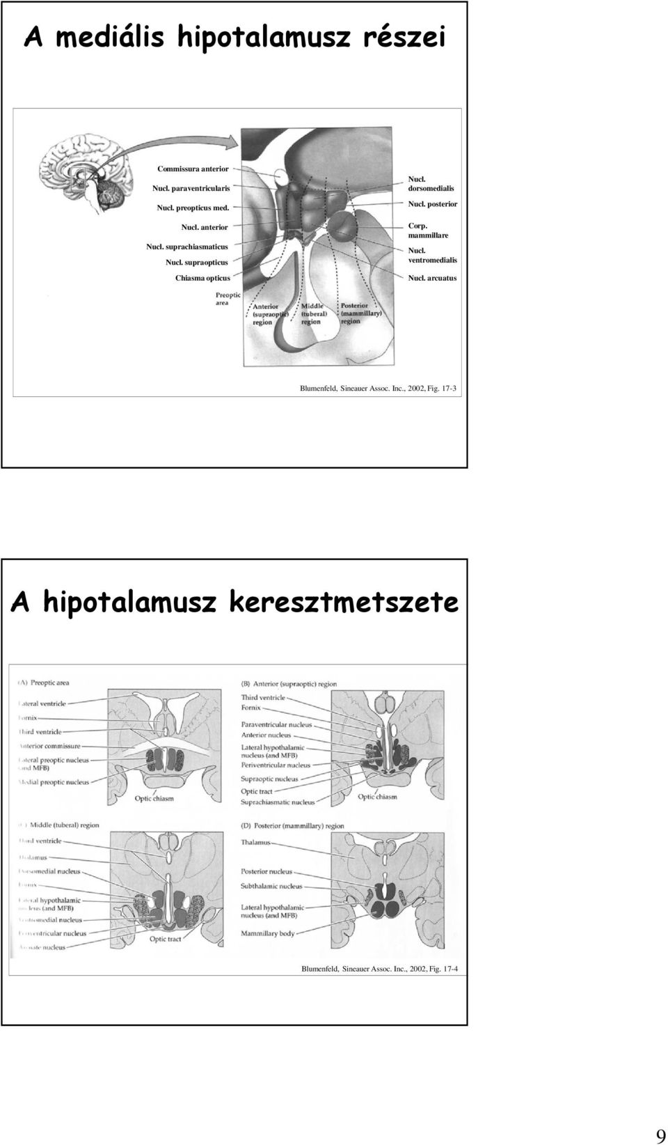 dorsomedialis Nucl. posterior Corp. mammillare Nucl. ventromedialis Nucl.