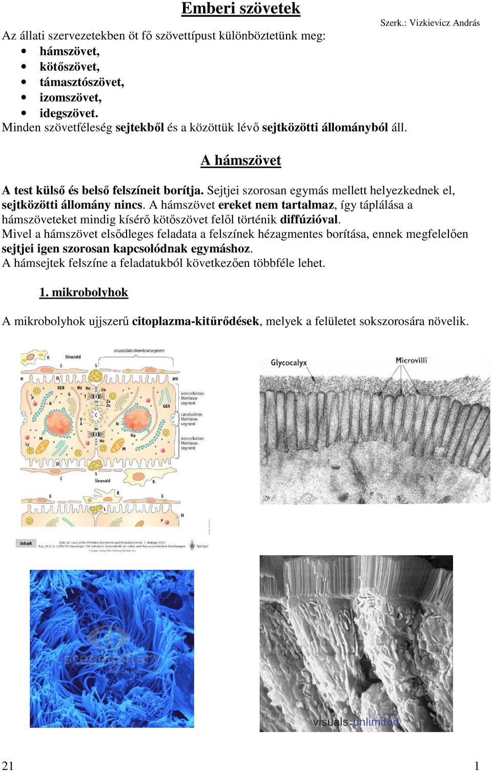 Emberi szövetek. A hámszövet - PDF Ingyenes letöltés