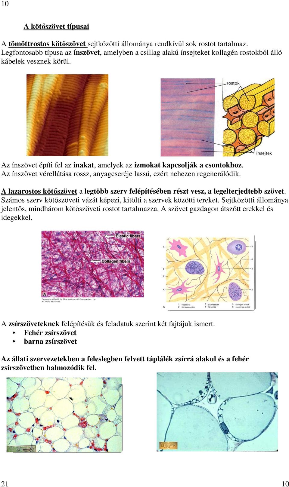 Az ínszövet vérellátása rossz, anyagcseréje lassú, ezért nehezen regenerálódik. A lazarostos kötıszövet a legtöbb szerv felépítésében részt vesz, a legelterjedtebb szövet.