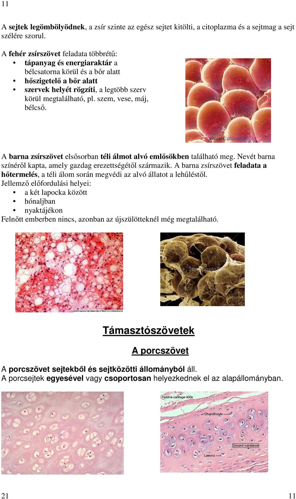 szem, vese, máj, bélcsı. A barna zsírszövet elsısorban téli álmot alvó emlısökben található meg. Nevét barna színérıl kapta, amely gazdag erezettségétıl származik.