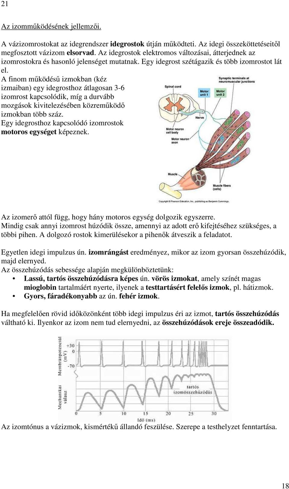 A finom mőködéső izmokban (kéz izmaiban) egy idegrosthoz átlagosan 3-6 izomrost kapcsolódik, míg a durvább mozgások kivitelezésében közremőködı izmokban több száz.