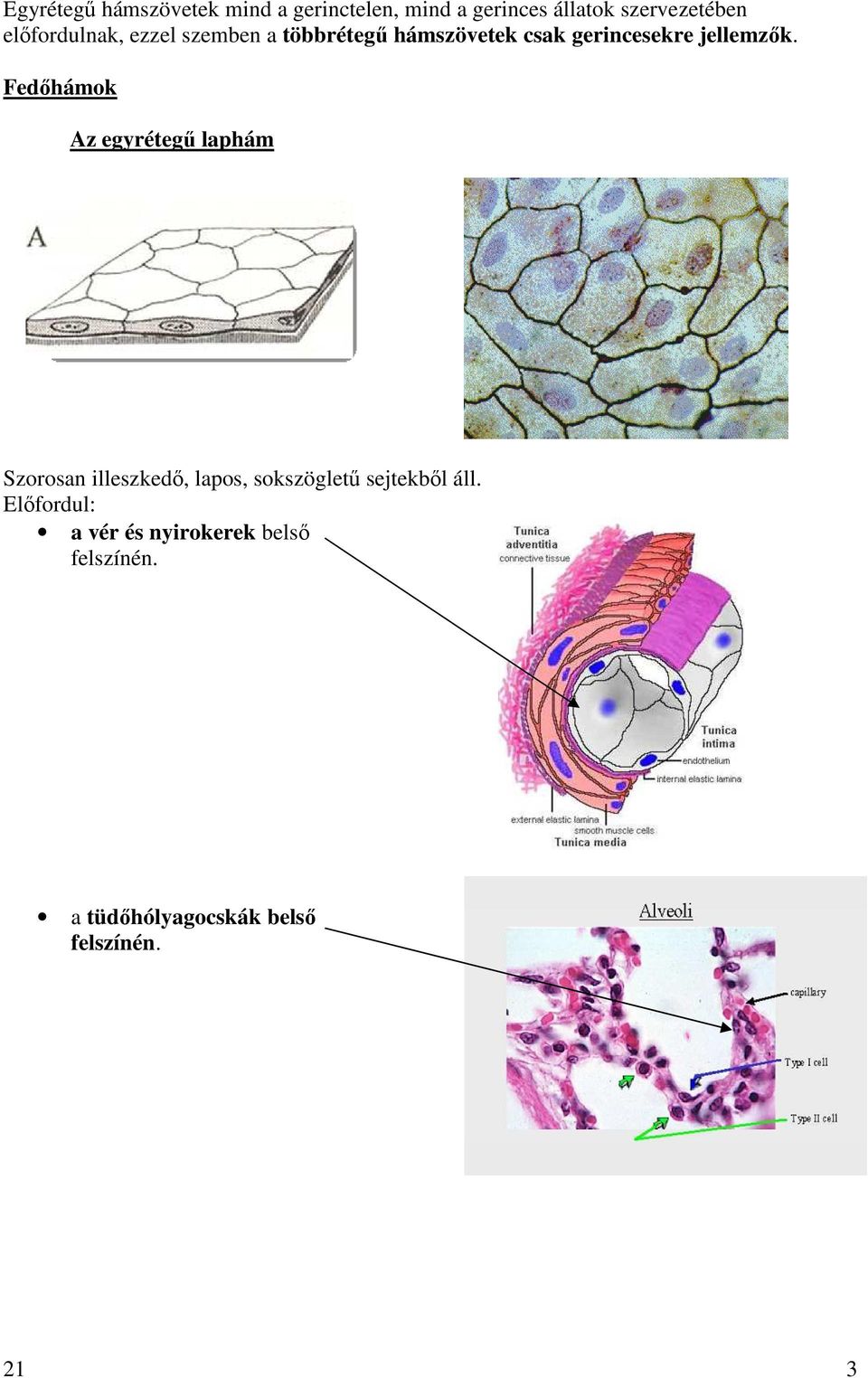 Fedıhámok Az egyrétegő laphám Szorosan illeszkedı, lapos, sokszöglető sejtekbıl áll.