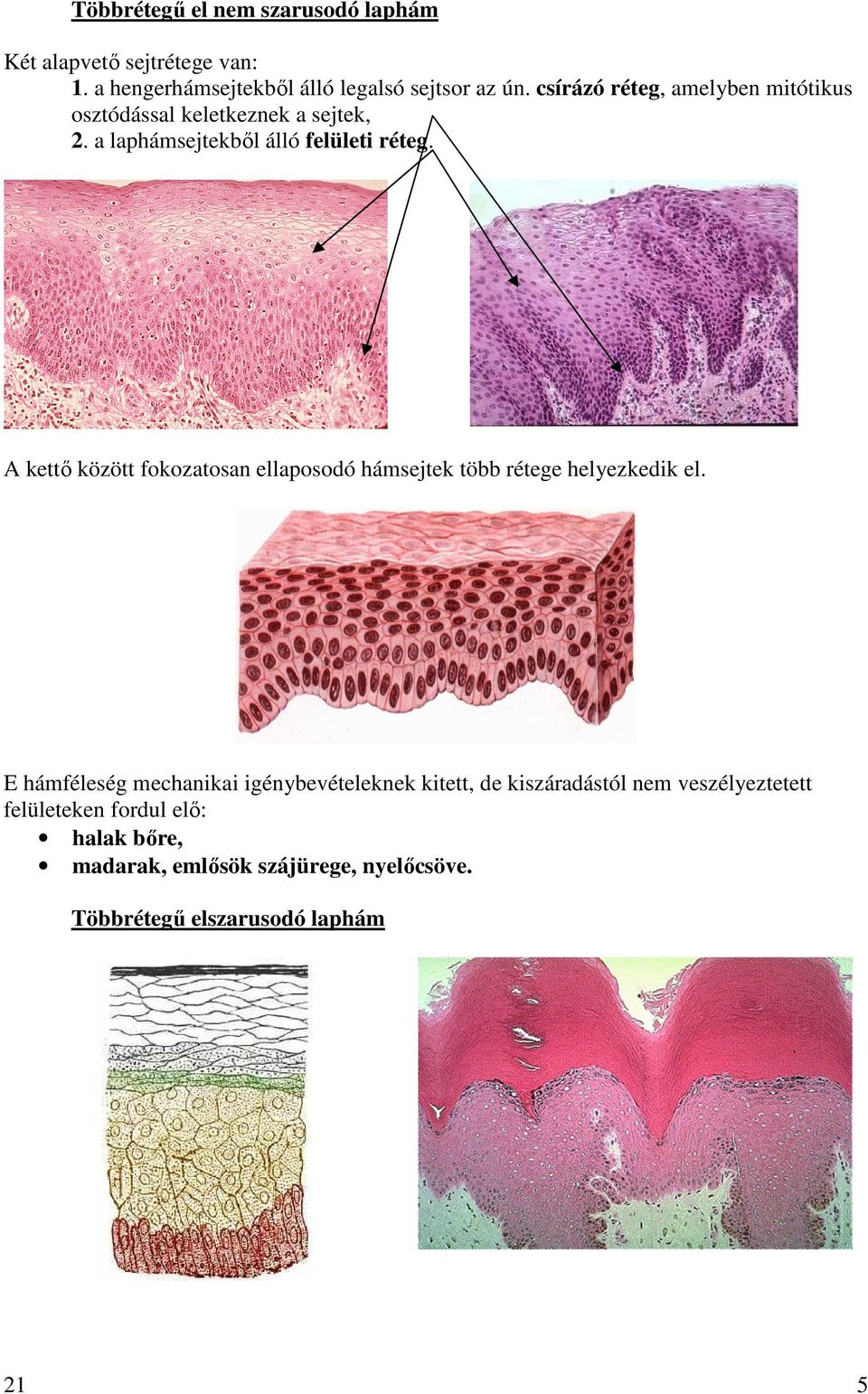 A kettı között fokozatosan ellaposodó hámsejtek több rétege helyezkedik el.