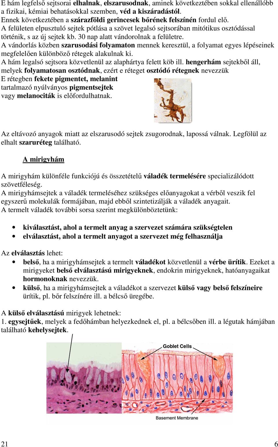 30 nap alatt vándorolnak a felületre. A vándorlás közben szarusodási folyamaton mennek keresztül, a folyamat egyes lépéseinek megfelelıen különbözı rétegek alakulnak ki.