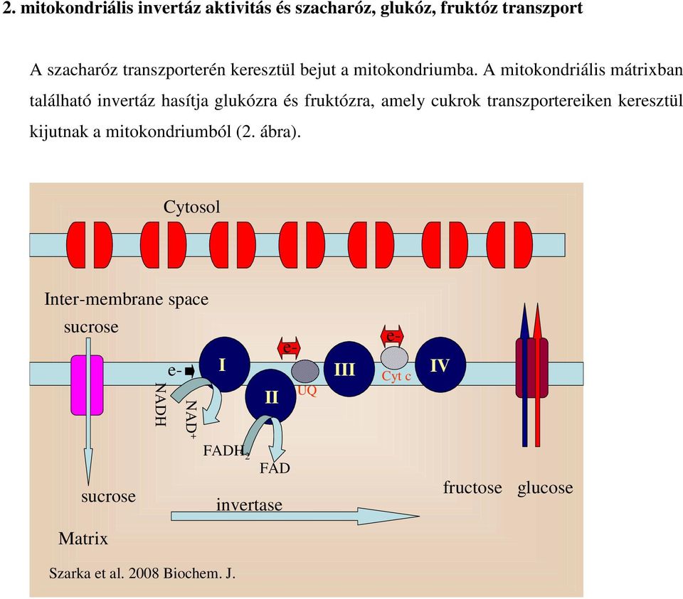 A mitokondriális mátrixban található invertáz hasítja glukózra és fruktózra, amely cukrok transzportereiken