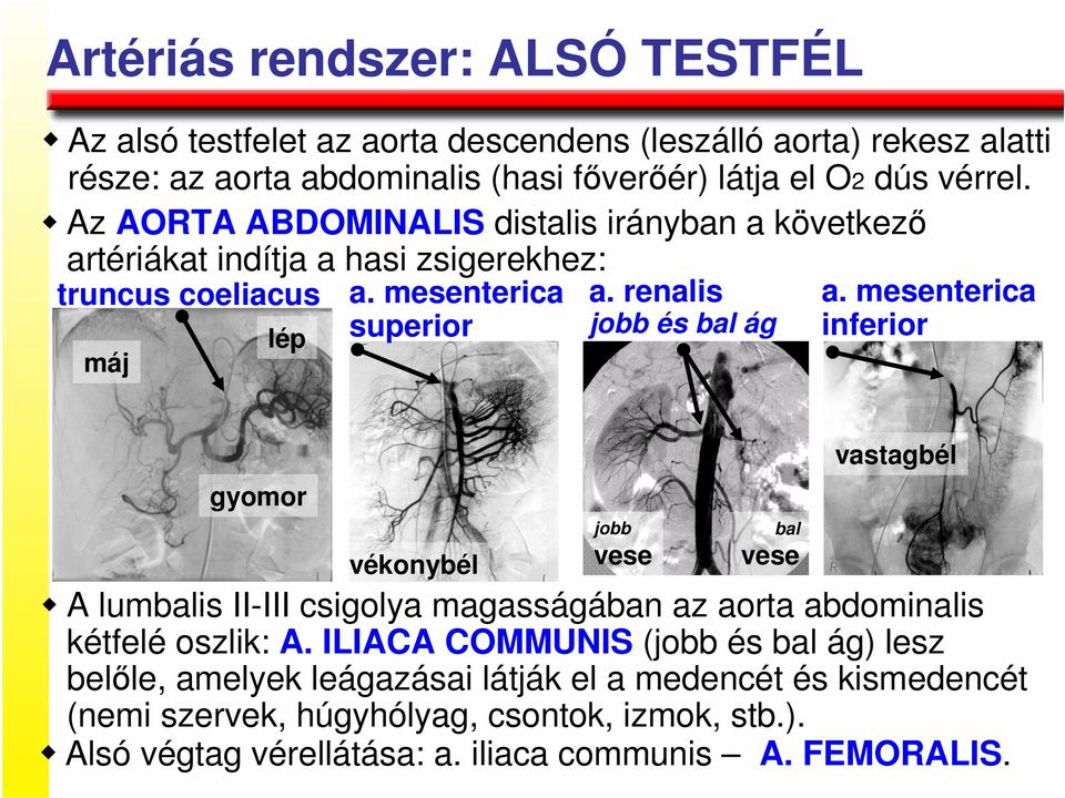 mesenterica inferior máj vastagbél gyomor jobb vékonybél vese bal vese A lumbalis II-III csigolya magasságában az aorta abdominalis kétfelé oszlik: A.