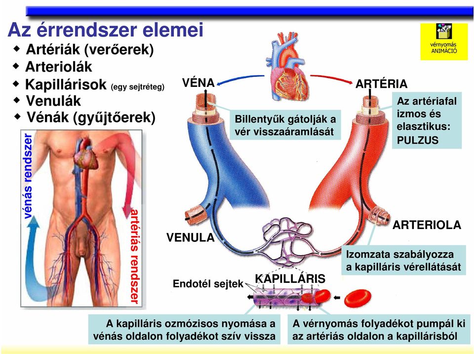 vérnyomás ANIMÁCIÓ Az artériafal izmos és elasztikus: PULZUS ARTERIOLA Izomzata szabályozza a kapilláris vérellátását A