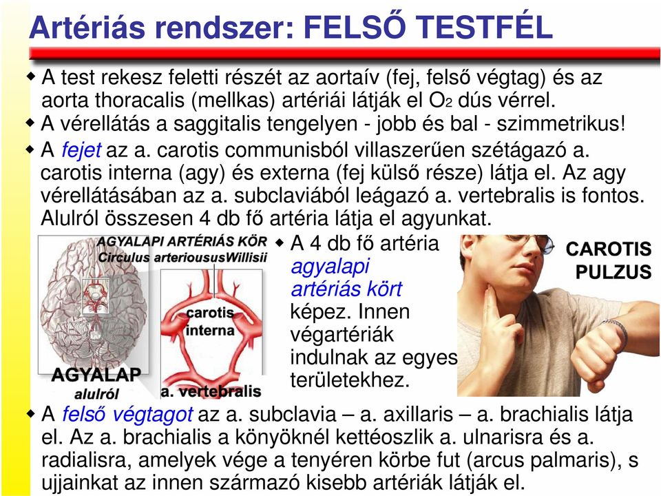 Az agy vérellátásában az a. subclaviából leágazó a. vertebralis is fontos. Alulról összesen 4 db fı artéria látja el agyunkat. A 4 db fı artéria agyalapi artériás kört képez.