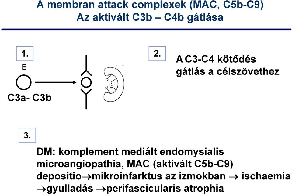 DM: komplement mediált endomysialis microangiopathia, MAC (aktivált