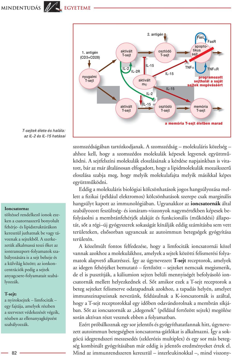 osztódó T-sejt memória T-sejt 82 T-sejtek élete és halála: az IL-2 és IL-15 hatásai Ioncsatorna: töltéssel rendelkezô ionok ezeken a csatornaszerû bonyolult fehérje- és lipidstruktúrákon keresztül