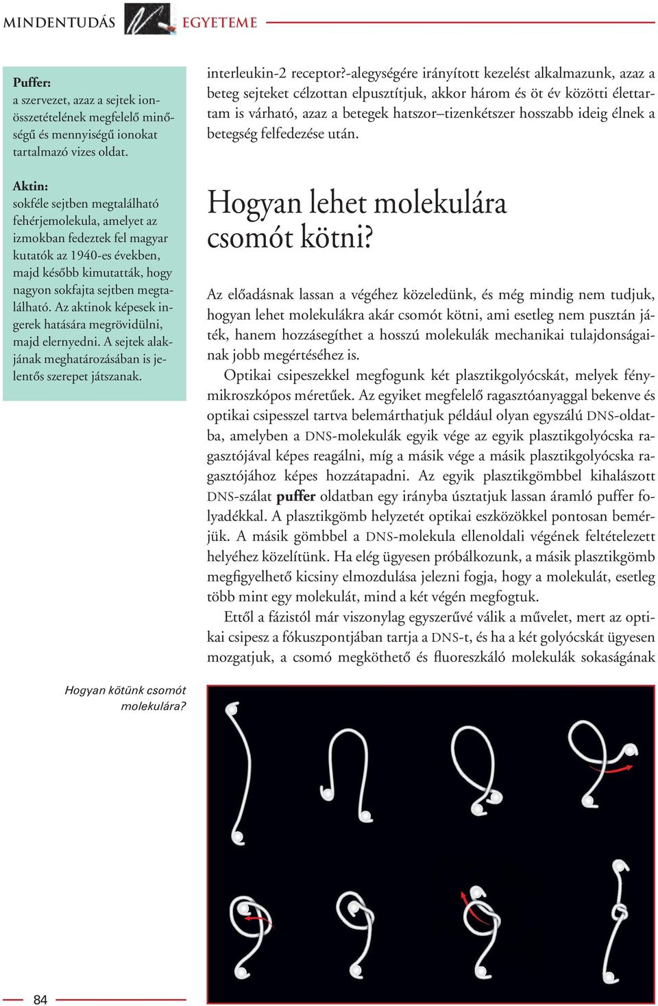 Az aktinok képesek ingerek hatására megrövidülni, majd elernyedni. A sejtek alakjának meghatározásában is jelentôs szerepet játszanak. interleukin-2 receptor?