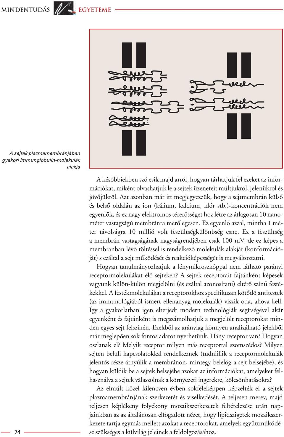 )-koncentrációk nem egyenlôk, és ez nagy elektromos térerôsséget hoz létre az átlagosan 10 nanométer vastagságú membránra merôlegesen.