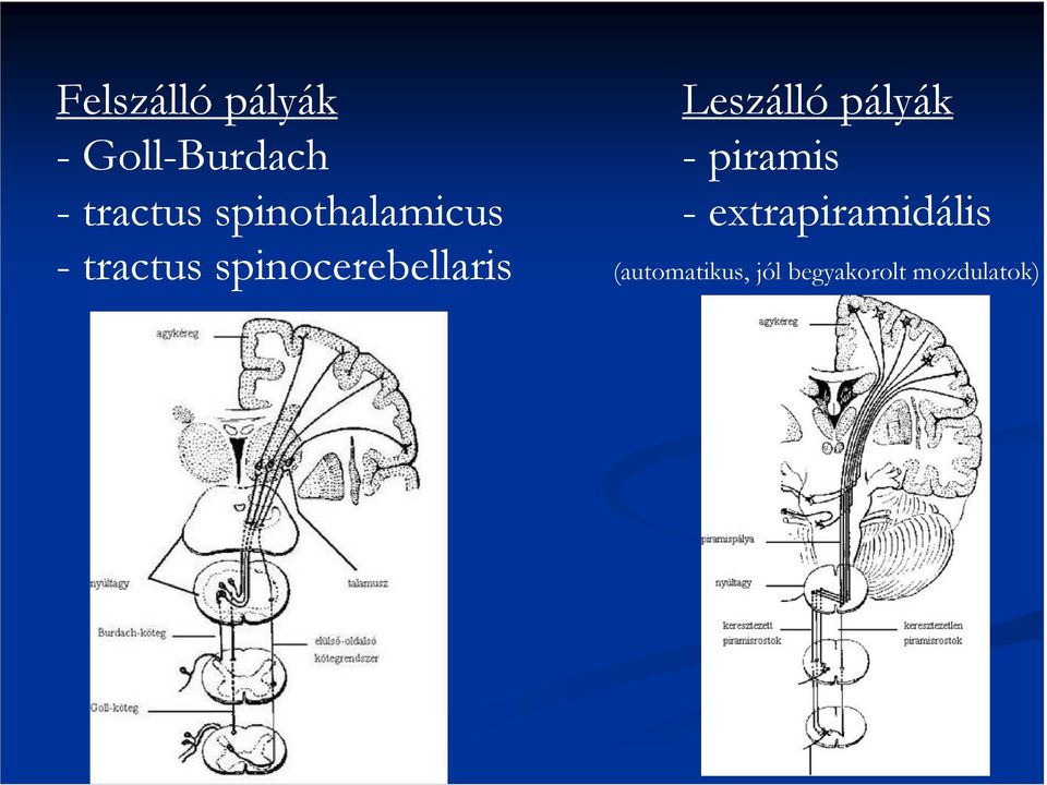 spinothalamicus - extrapiramidális -