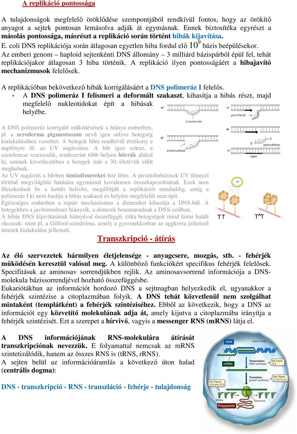 Az emberi genom haploid sejtenkénti DNS állomány 3 milliárd bázispárból épül fel, tehát replikációjakor átlagosan 3 hiba történik.