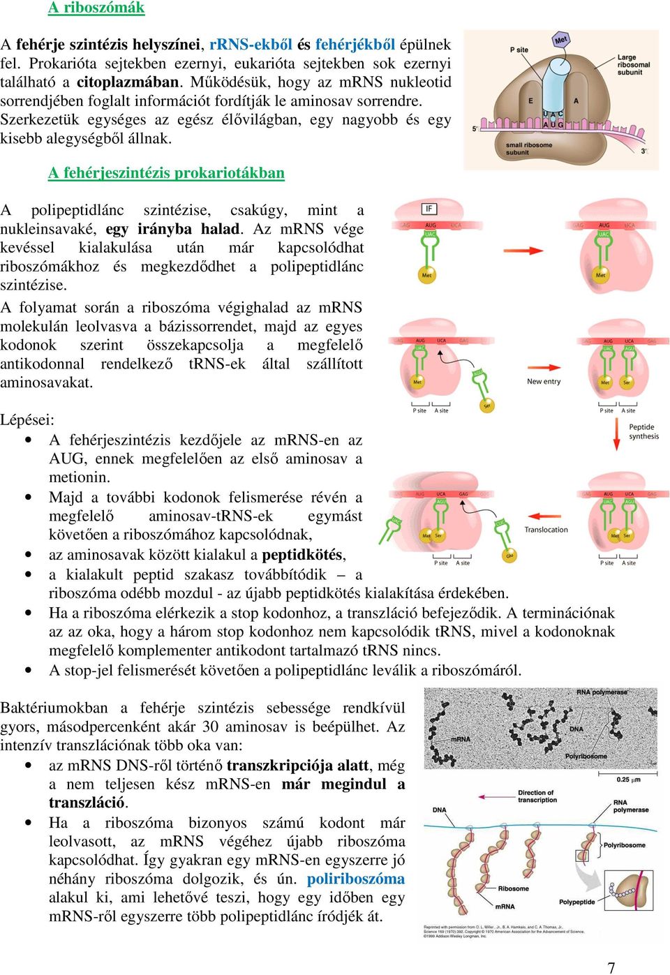 A fehérjeszintézis prokariotákban A polipeptidlánc szintézise, csakúgy, mint a nukleinsavaké, egy irányba halad.