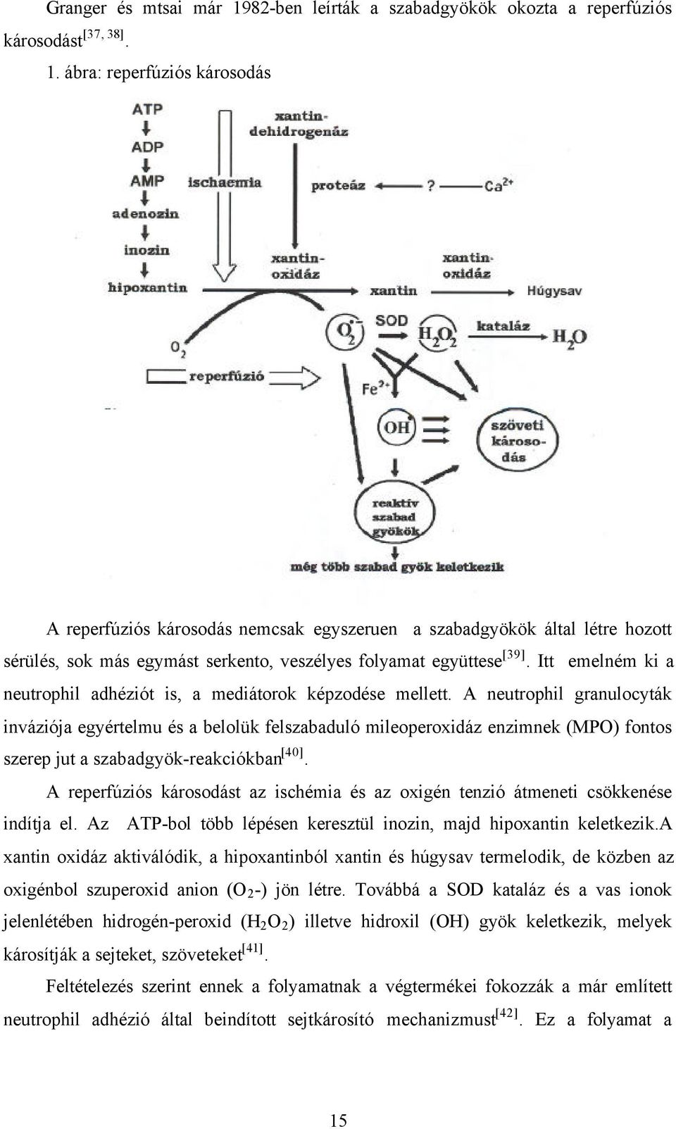 A neutrophil granulocyták inváziója egyértelmu és a belolük felszabaduló mileoperoxidáz enzimnek (MPO) fontos szerep jut a szabadgyök-reakciókban [40].