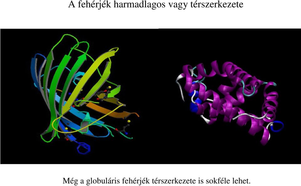 globuláris fehérjék