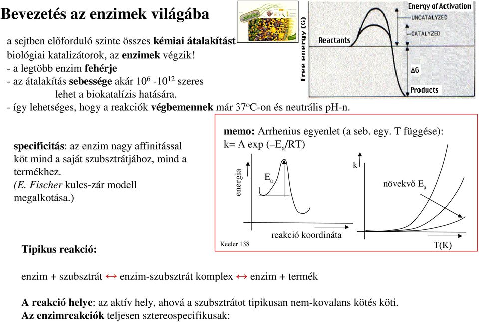 specificitás: az enzim nagy affinitással köt mind a saját szubsztrátjához, mind a termékhez. (E. Fischer kulcs-zár modell megalkotása.) memo: Arrhenius egye