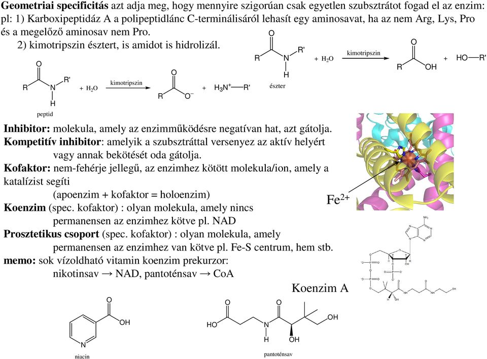 R peptid R' + 2 kimotripszin R + 3 + R' R észter R' + 2 Inhibitor: molekula, amely az enzimműködésre negatívan hat, azt gátolja.