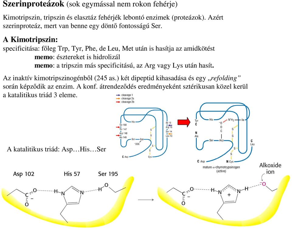 A Kimotripszin: specificitása: főleg Trp, Tyr, Phe, de Leu, Met után is hasítja az amidkötést memo: észtereket is hidrolizál memo: a tripszin más