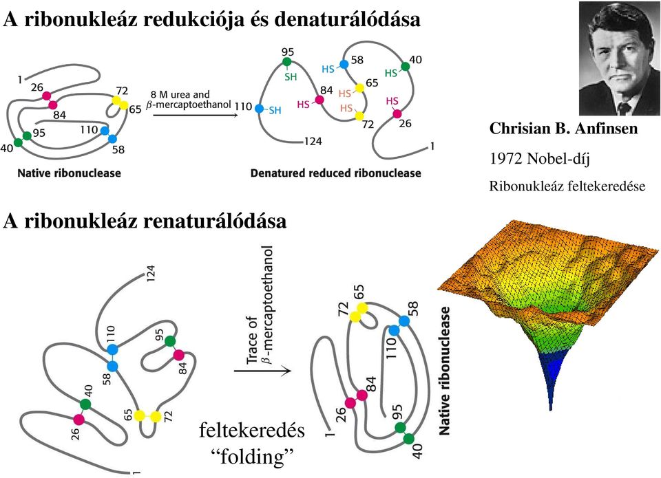 Anfinsen A ribonukleáz renaturálódása