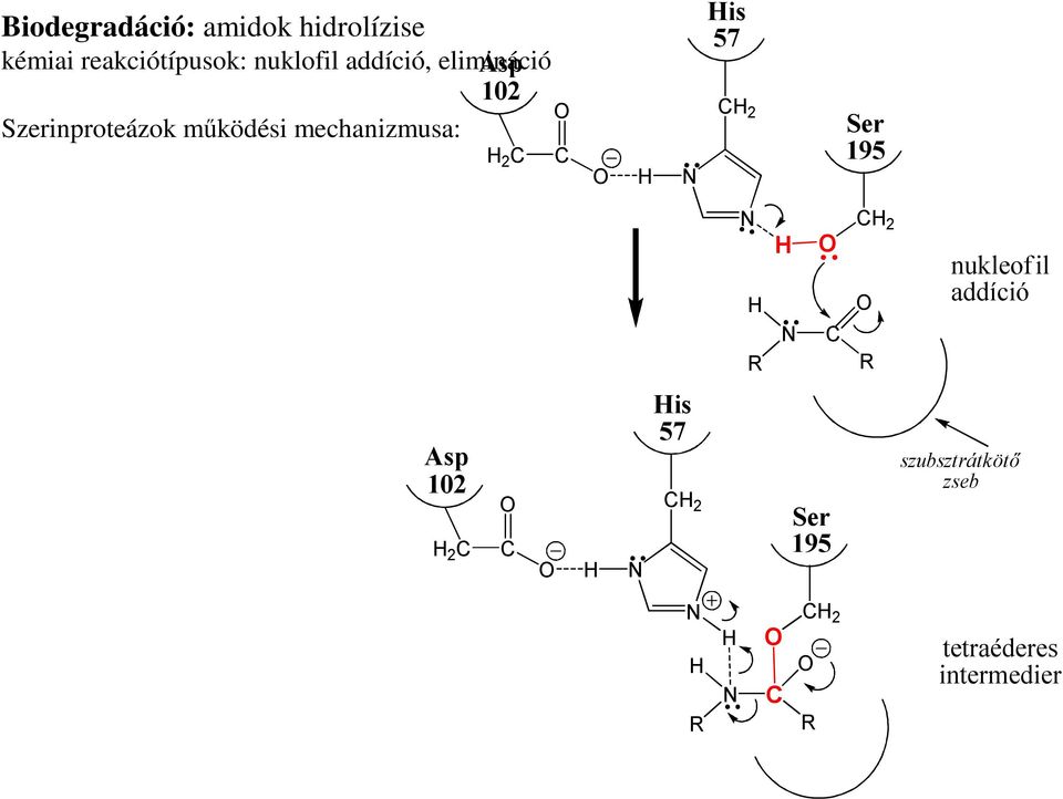 2 C C is 57 C 2 Ser 195 R C C 2 R nukleof il addíció Asp 102 2 C C