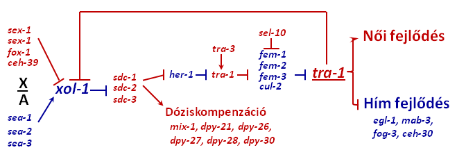 p sejtek leszármazottai fuzionálnak a Hyp7 syncytiummal. Így kizárólag a P(5-7).p leszármazottak hozzák létre a felnőtt állat 22 sejtes vulváját (16. ábra.