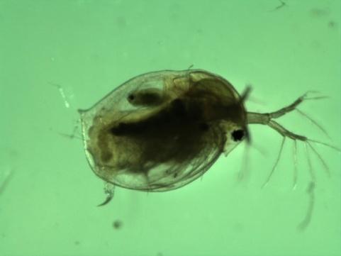 A fiatal nőstények négy napos koruktól már minden harmadik napon tovább szaporodnak 40 napos életükben. Daphnia embrió fejlődése http://www.