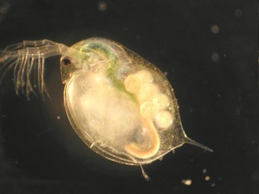Daphnia, szívritmus mérése Szívritmus mérése: új mérési végpont Érzékenyítés Kutatási eredmények: koffein BME ABÉT tesztek koffein,