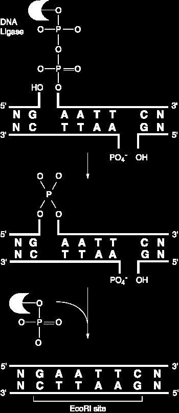 DNS