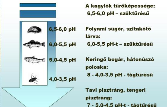 Alsó és felső peiusz (rosszabbléti szakasz): az élőlény életfeltétele az optimálistól már lényegesen elmarad. Maximum: Az az érték, amely felett egy adott egyed vagy populáció elpusztul.