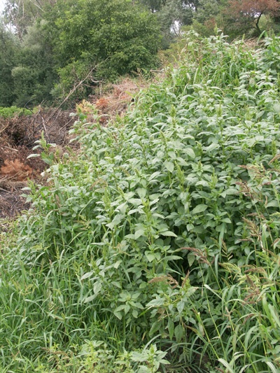 Amaranthus