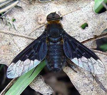 Bombyliidae - pöszörlegyek gömbölyded, erősen szőrös test, hosszú, előreálló szájszerv, egyhelyben repülve szívják a virágnektárt, a lárvák paraziták (pl.