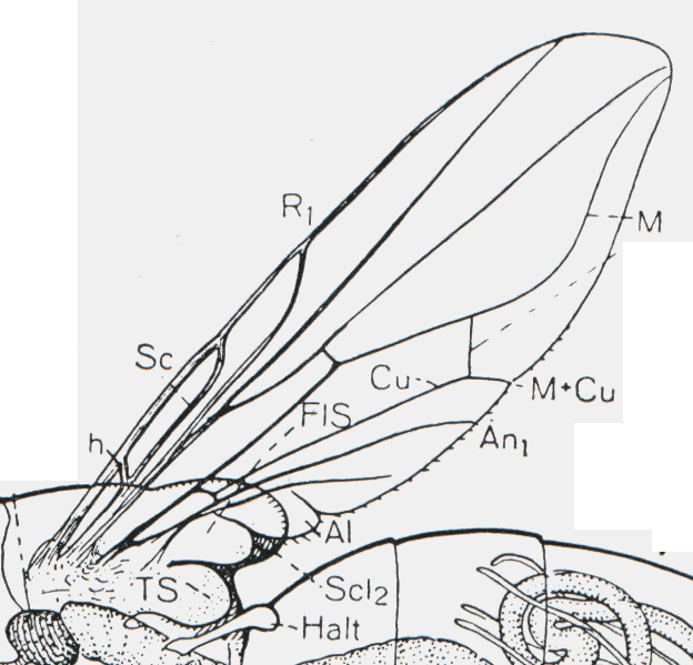 Egy rövidcsápú kerekbábrésű Diptera