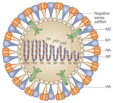 Influenzavírusok I. Vírusok: nem sejtes szerveződésű mikróbák, nem rendelkeznek energiaszolgáltató és fehérjeszintetizáló rendszerrel.