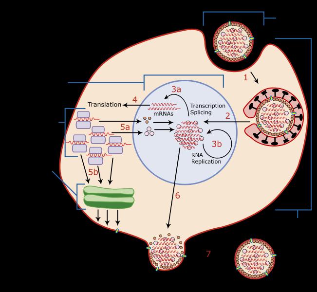 Az influenzavírus életciklusa, replikációja https://en.wikipedia.org/wiki/influenza amji, T. Yale J. Biol. Med. 2009, 82, 15