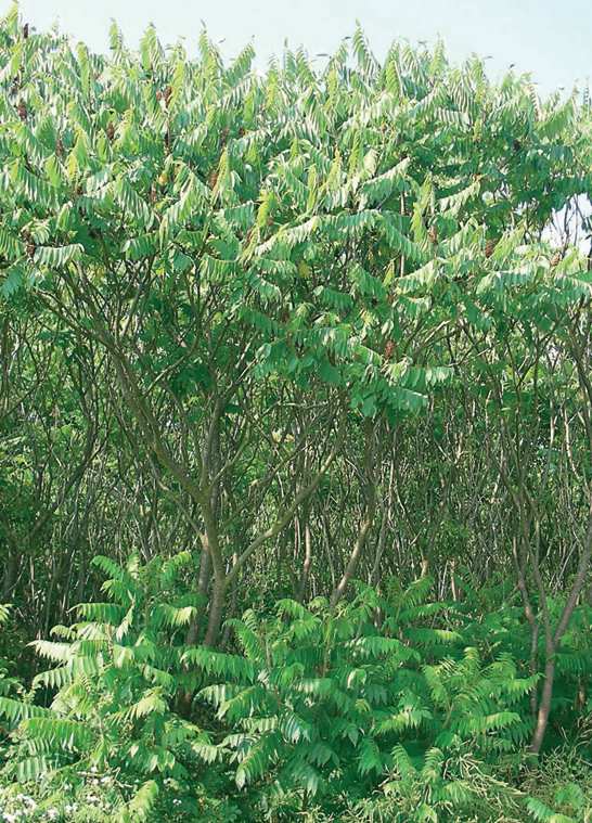 A természetkímélô gyepgazdálkodás Bálványfa (Ailanthus altissima) kezelése A bálványfa kelet-ázsiai eredetû faj. Európába a XVIII. század közepén került be.