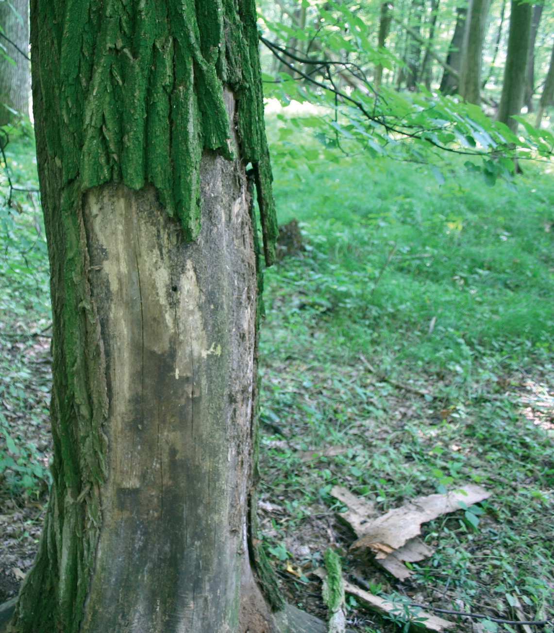 Akác (Robinia pseudoacacia) kezelése Az akác Észak-Amerika keleti felének belsô területein honos.