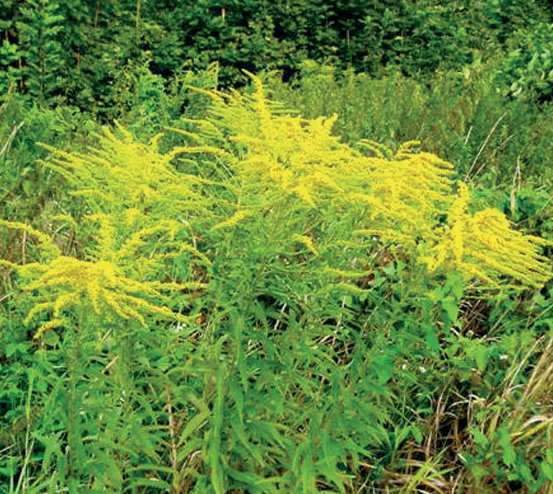 A természetkímélô gyepgazdálkodás Aranyvessző (Solidago spp.) fajok A hazánkban agresszíven terjedô gyomfajok közül az aranyvesszôk nemzetségébôl 2 fajt érdemes kiemelni.