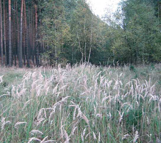 A természetkímélô gyepgazdálkodás Siskanádtippan (Calamagrostis epigeios) A siskanádtippan ôshonos növényfajunk. Fôként száraz és félszáraz erdôk vágásterületein gyakori.