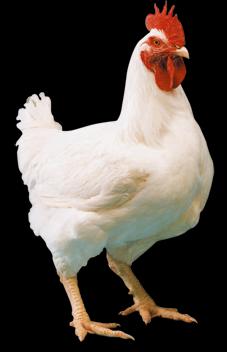 World Poultry Day WORLD POULTRY MEAT: 2015-89 600 000 t 2022-129
