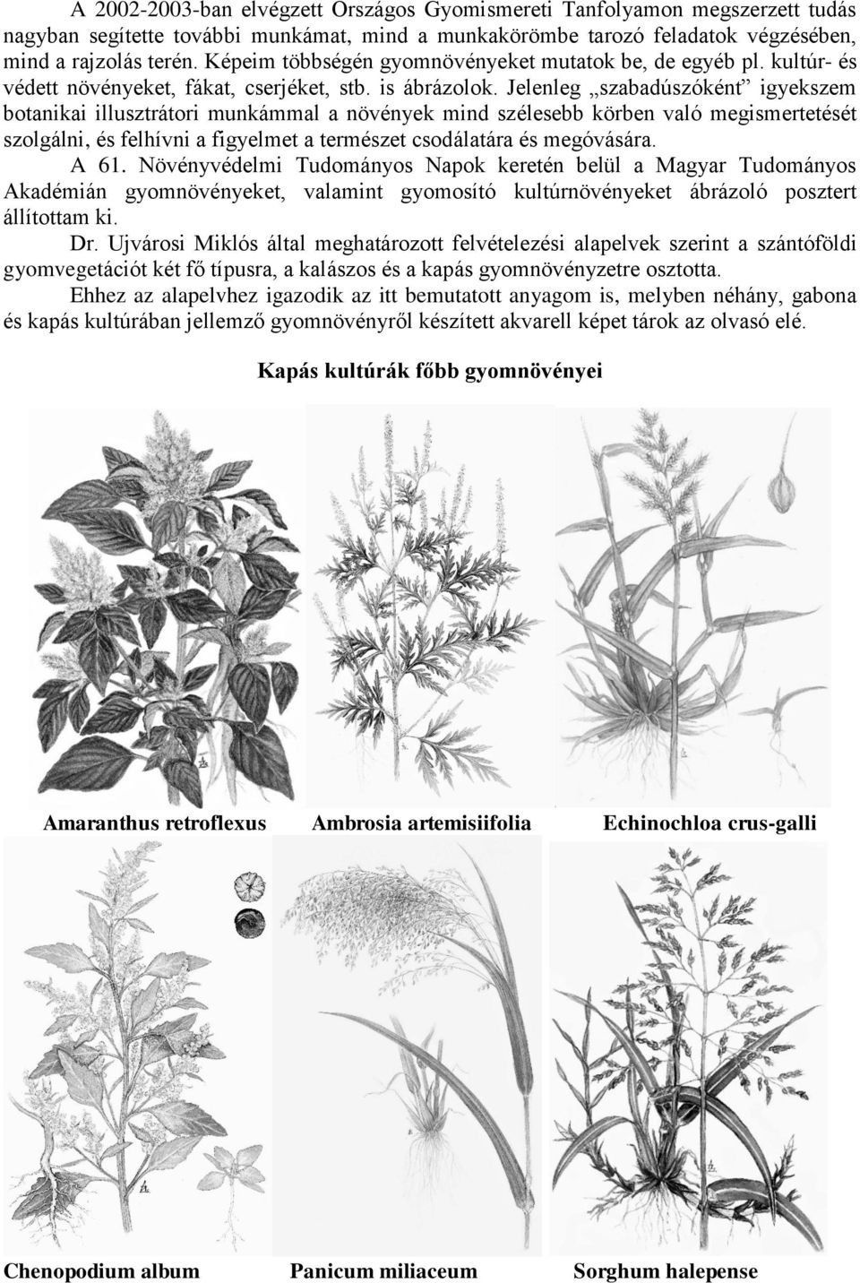 Jelenleg szabadúszóként igyekszem botanikai illusztrátori munkámmal a növények mind szélesebb körben való megismertetését szolgálni, és felhívni a figyelmet a természet csodálatára és megóvására.